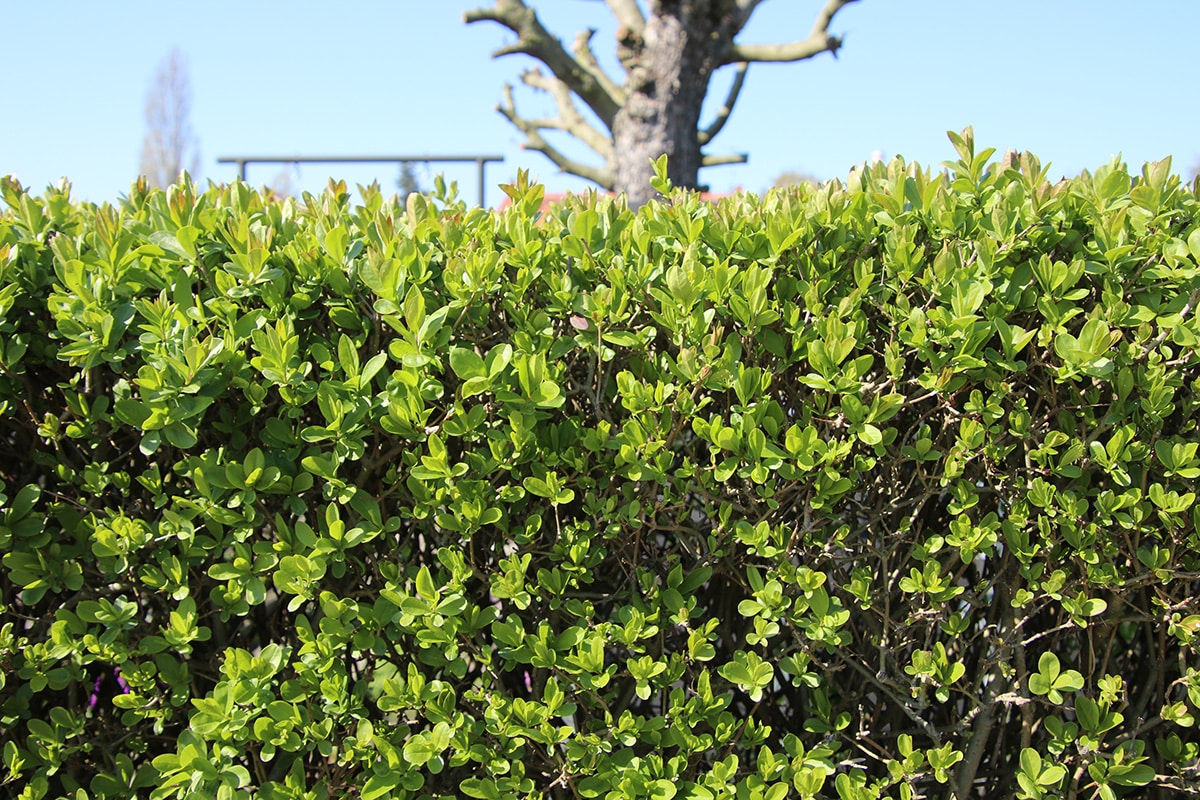 Gewöhnlicher Liguster - Ligustrum vulgare