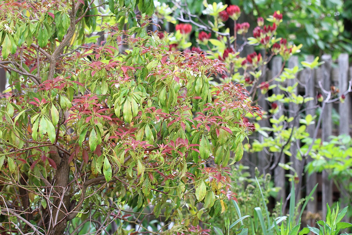 Glanzmispel - Photinia 'Red Robin'