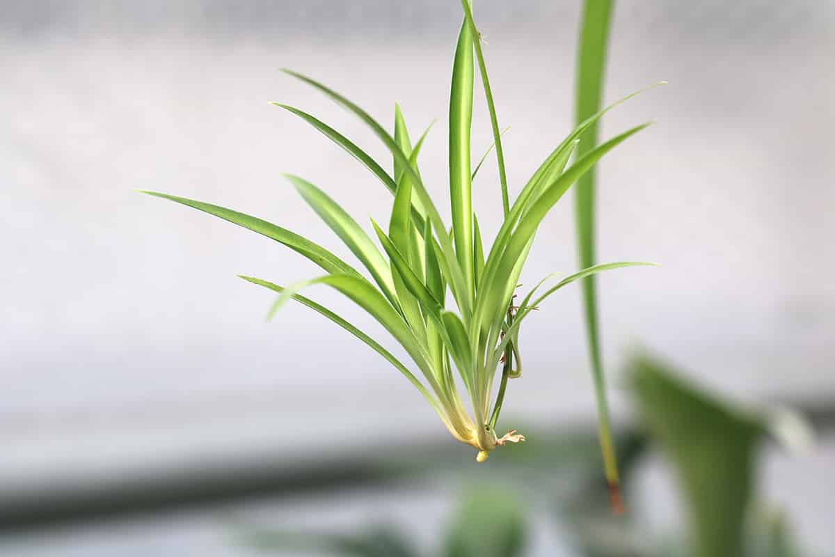 Grünlilie - Chlorophytum comosum