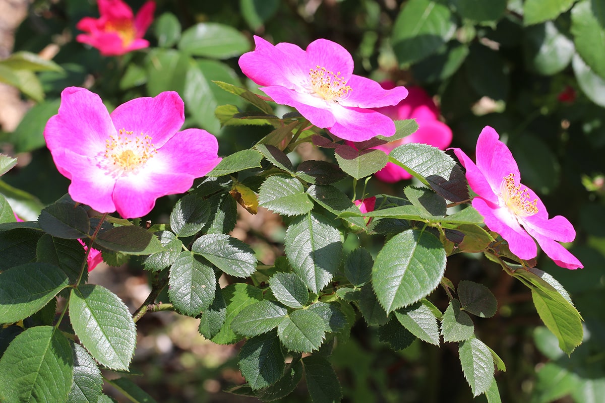 Hundsrose - Rosa canina