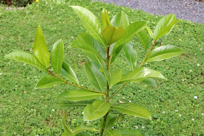 Immergrüne Magnolie - Magnolia grandiflora