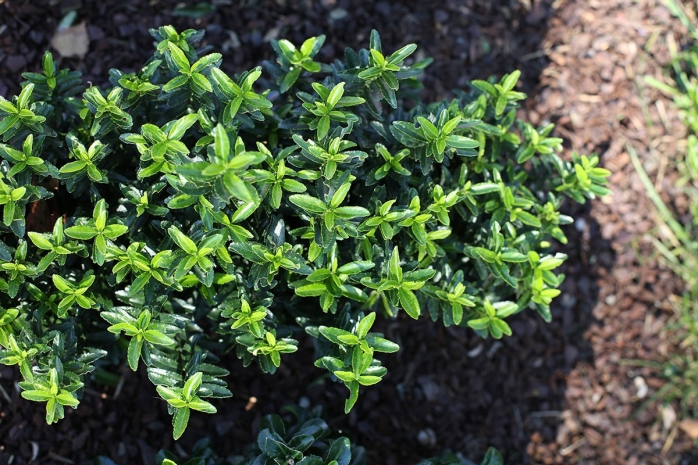 Japanischer Spindelstrauch - Euonymus japonicus