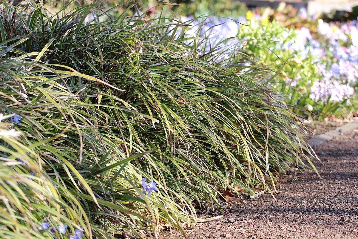 Japansegge - Carex morrowii