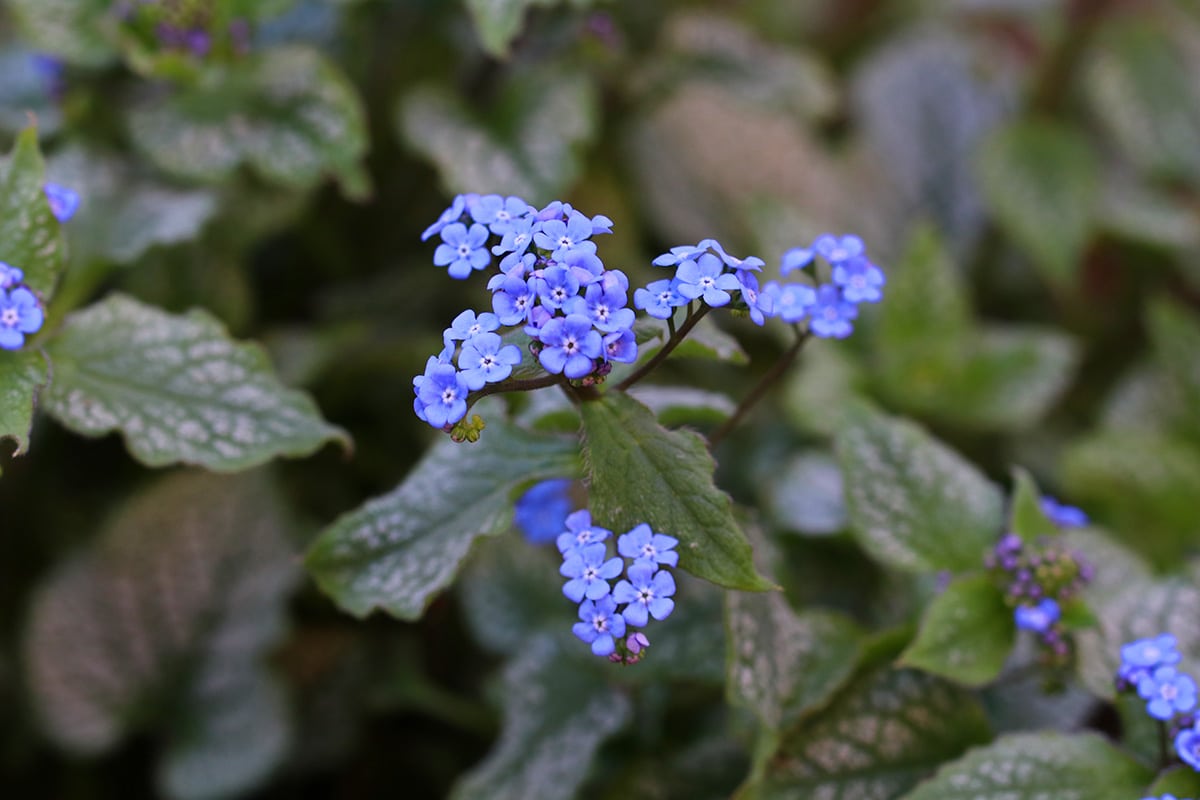 Kaukasusvergissmeinnicht - Brunnera macrophylla