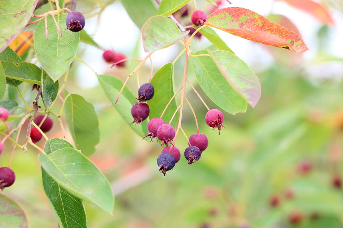 Kupfer-Felsenbirne - Amelanchier lamarckii