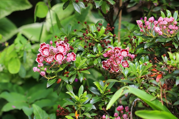 Lorbeerrose - Kalmia latifolia