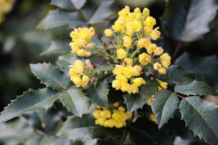 Mahonie - Mahonia aquifolium