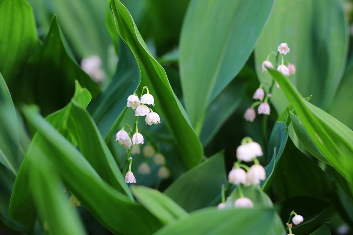 Maiglöckchen - Convallaria majalis