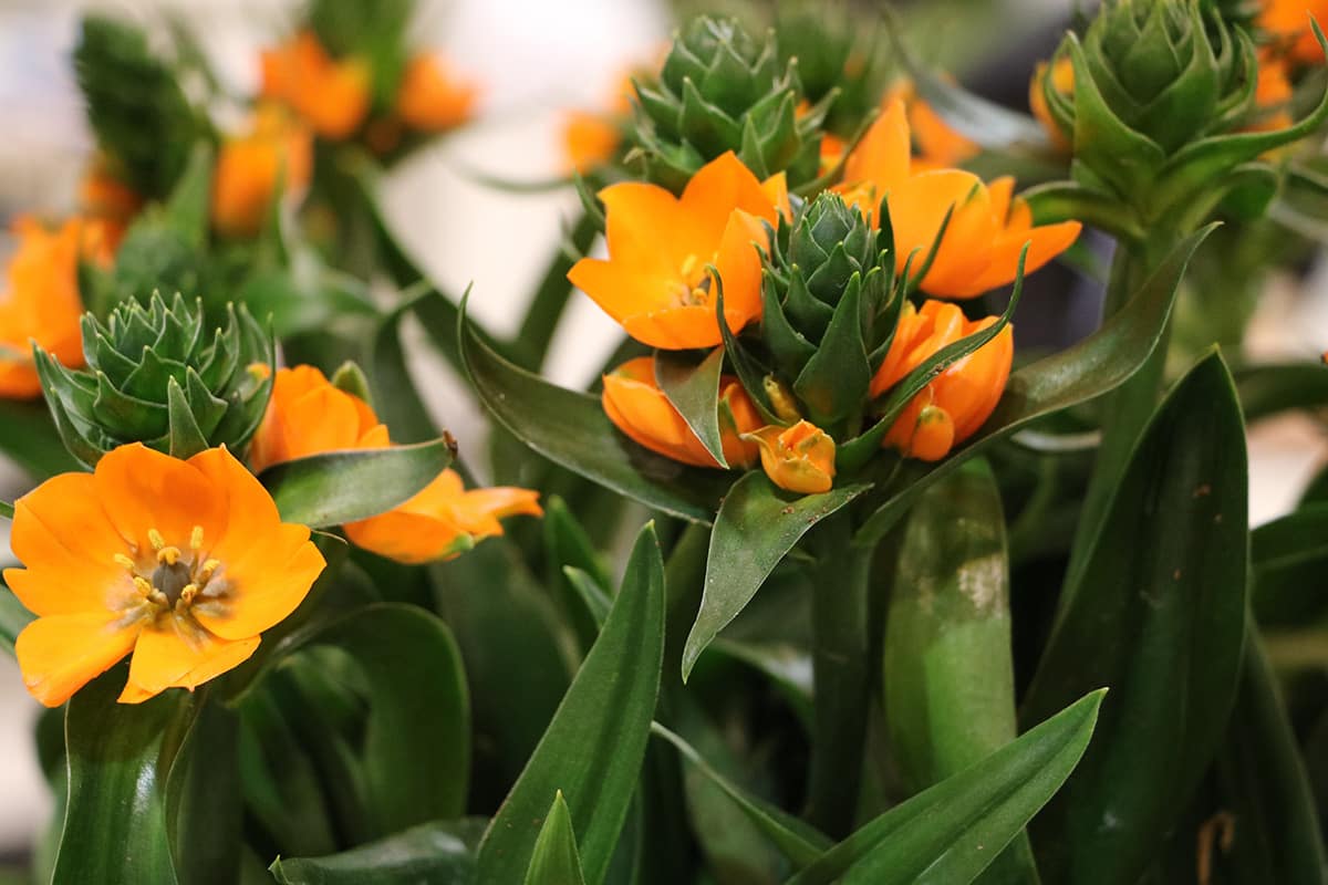 Milchstern - Ornithogalum dubium