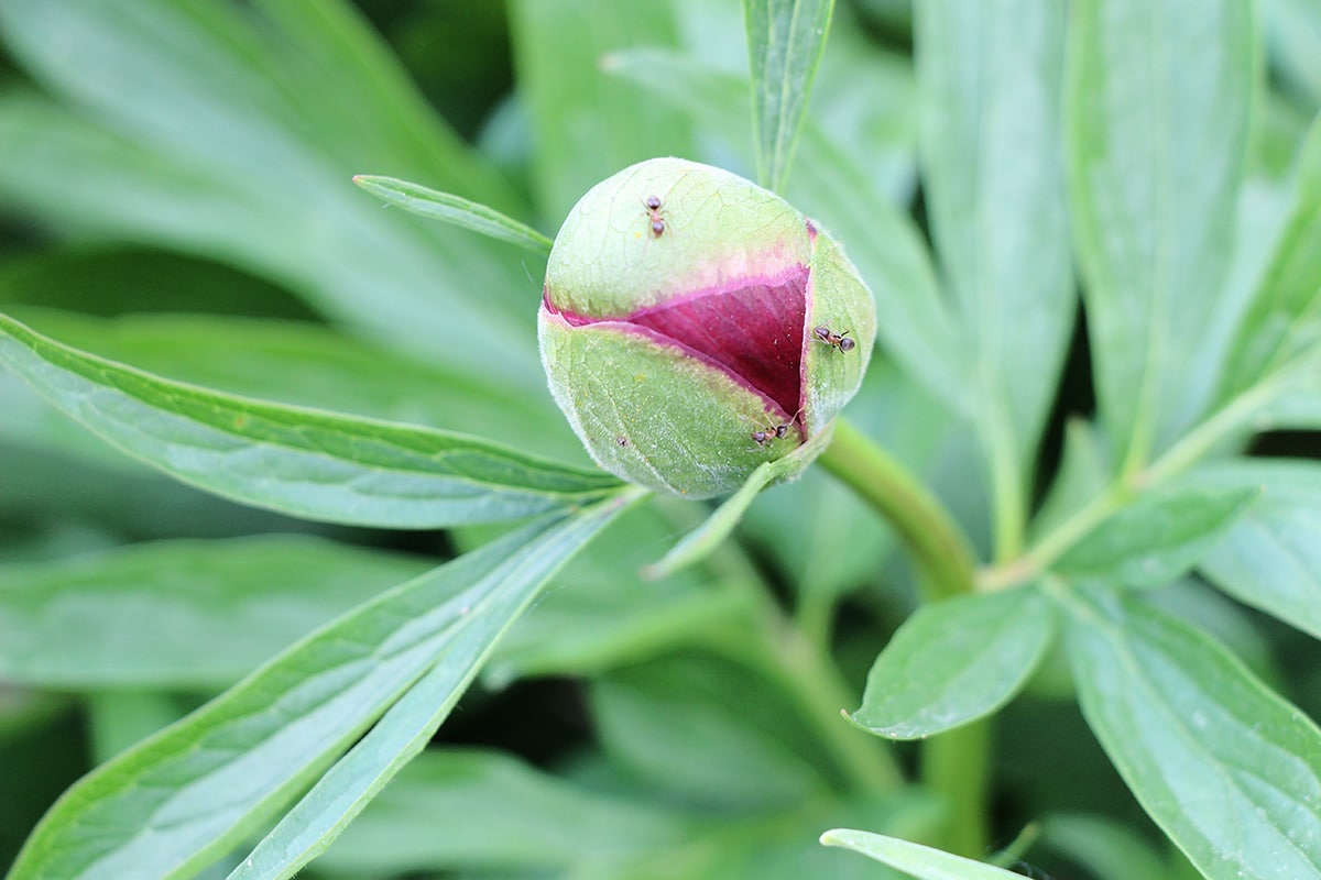 Pfingstrosen - Paeonia officinalis