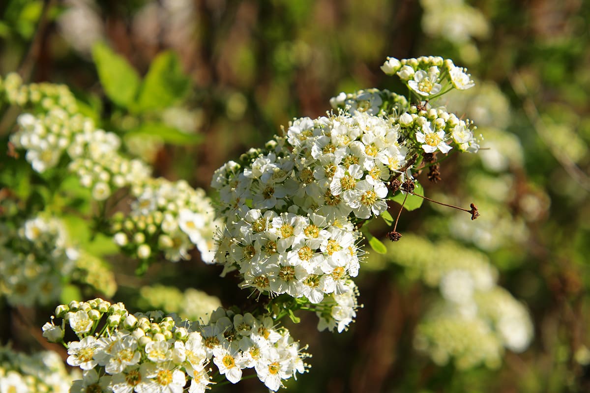 Prachtspiere - Spiraea vanhouttei