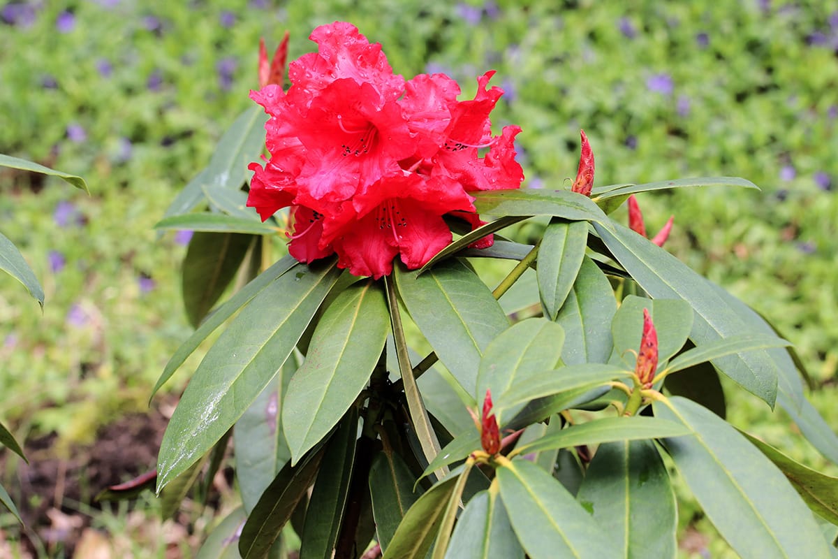 Rhododendron - Azalee mit roter Blüte