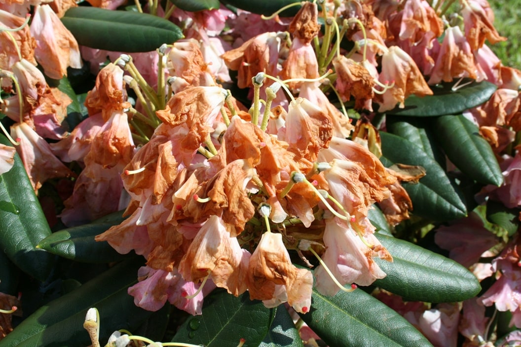 Ist Rhododendron winterhart? 6 Tipps zum Überwintern