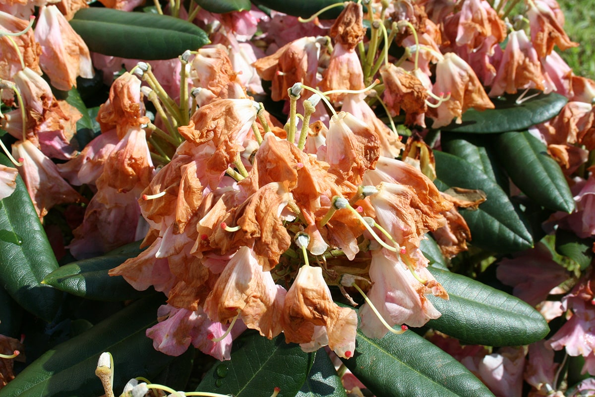 Rhododendron(Azalee) verblüht
