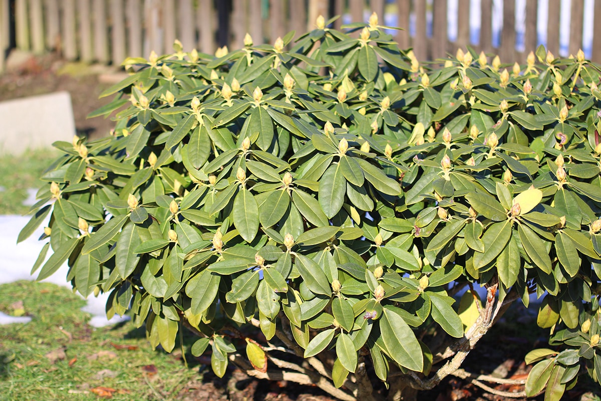 Ist Rhododendron winterhart? 6 Tipps zum berwintern - Hausgarten.net