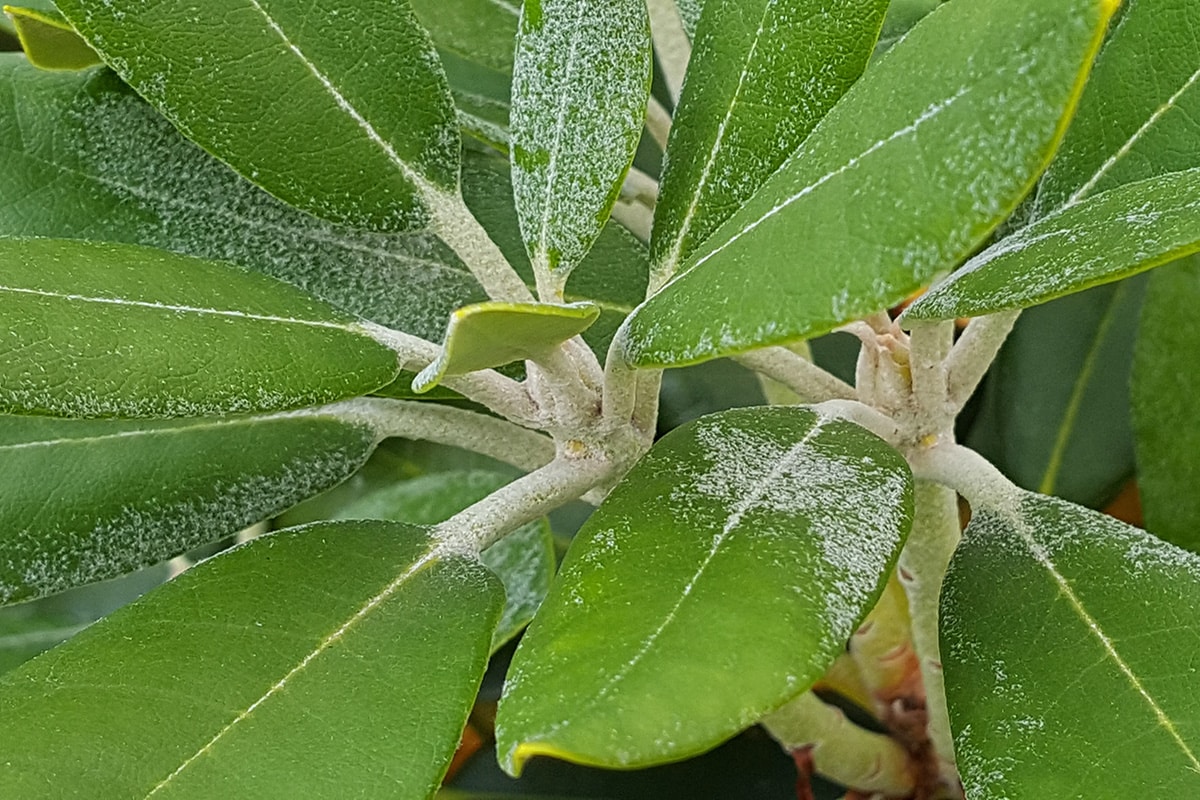 Rhododendron - Azalee - Mehltau