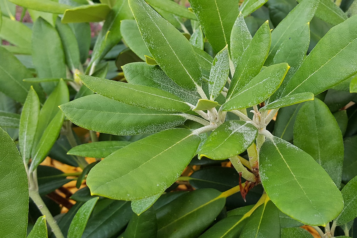 Rhododendron - Azalee - Mehltau