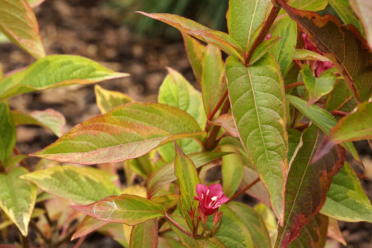 Rosa Weigelie - Weigela florida