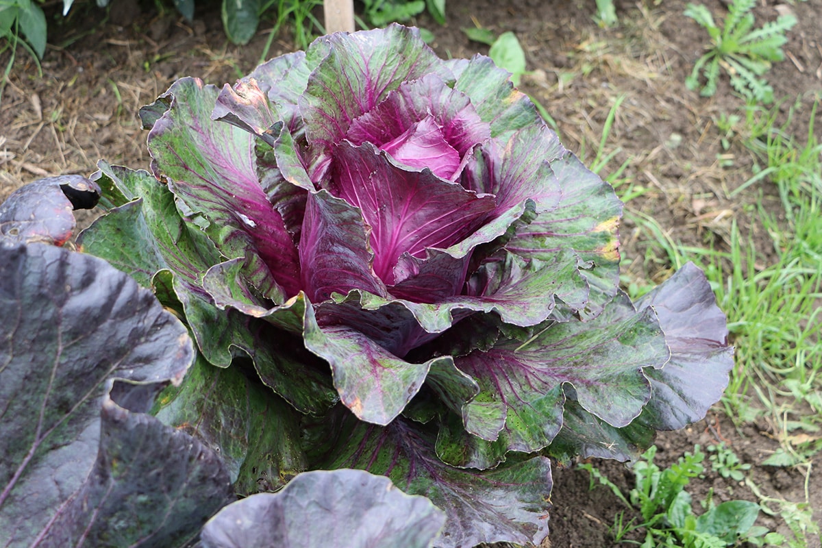 Rotkohl - Bressica oleracea