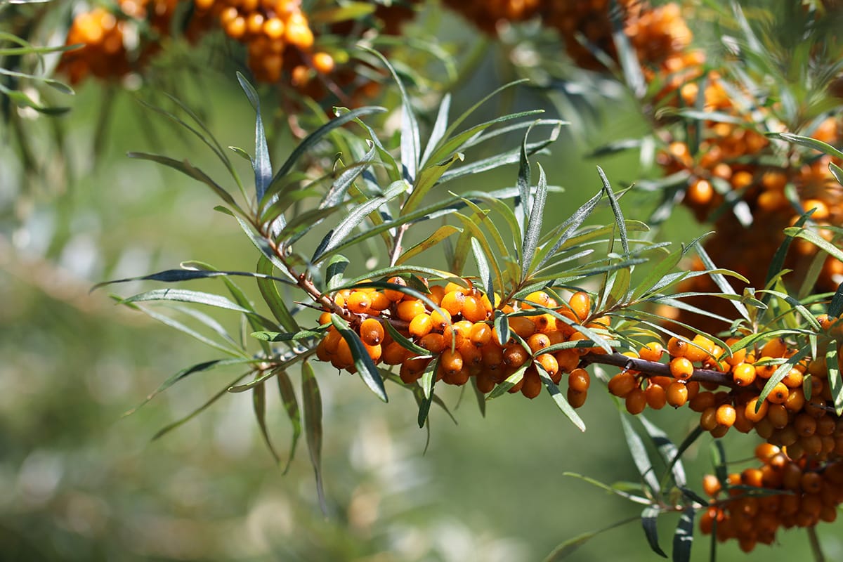 Sanddorn - Hippophae rhamnoides