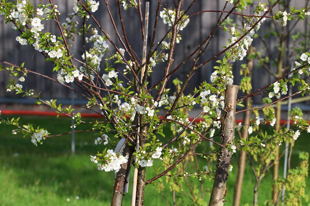 Sauerkirsche - Prunus cerasus