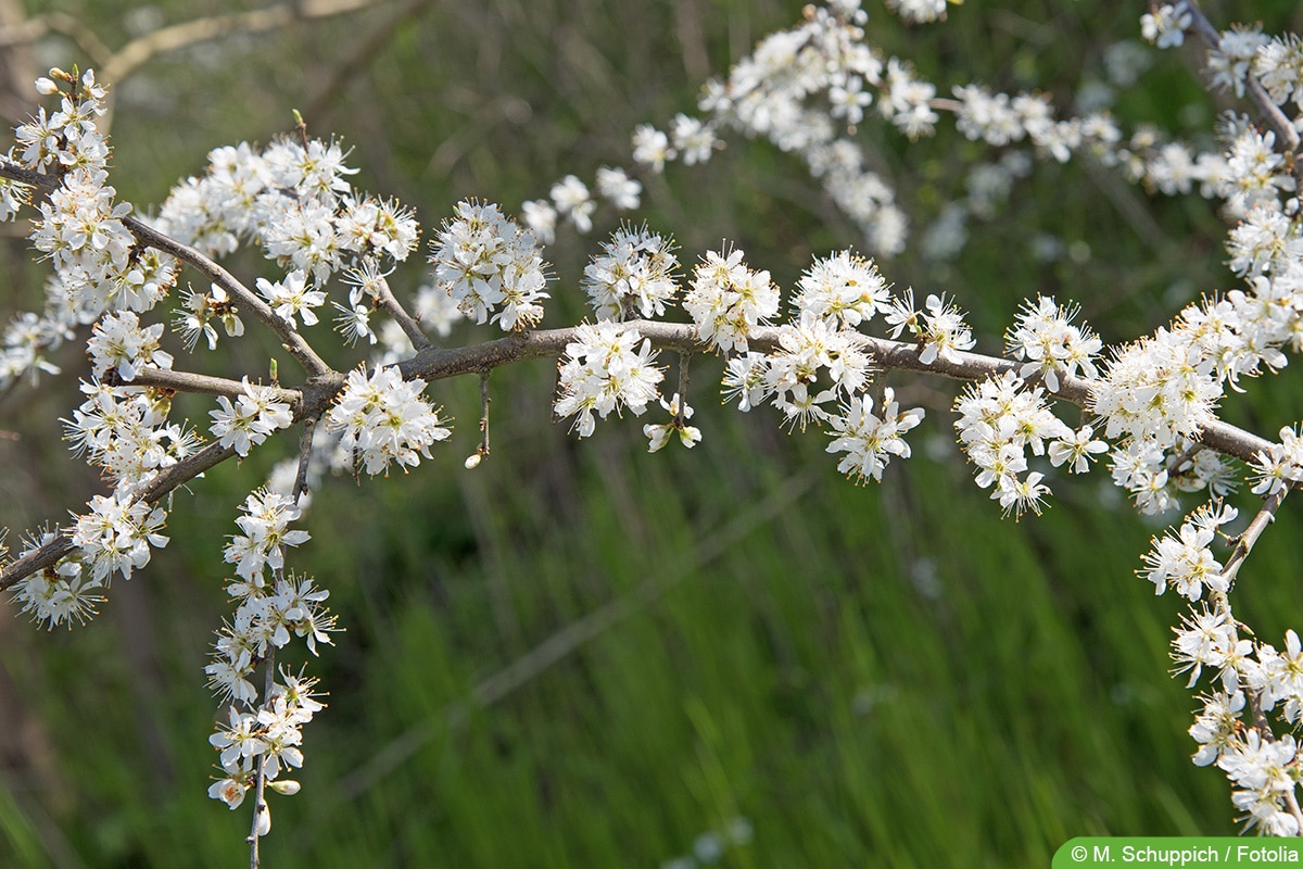 Schlehdorn - Prunus spinosa