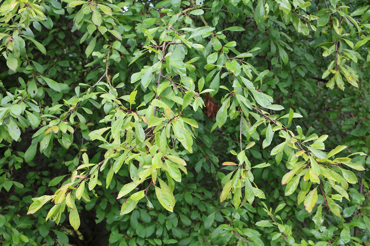 Schlehdorn - Prunus spinosa