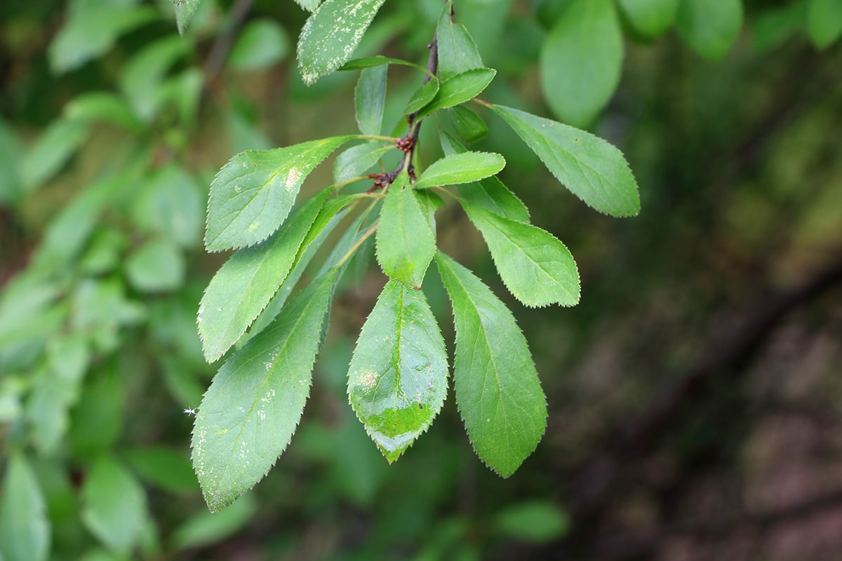 Schlehdorn - Prunus spinosa