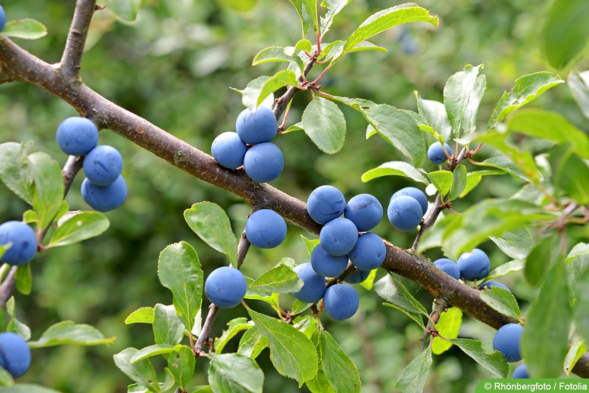 Schlehdorn - Prunus spinosa