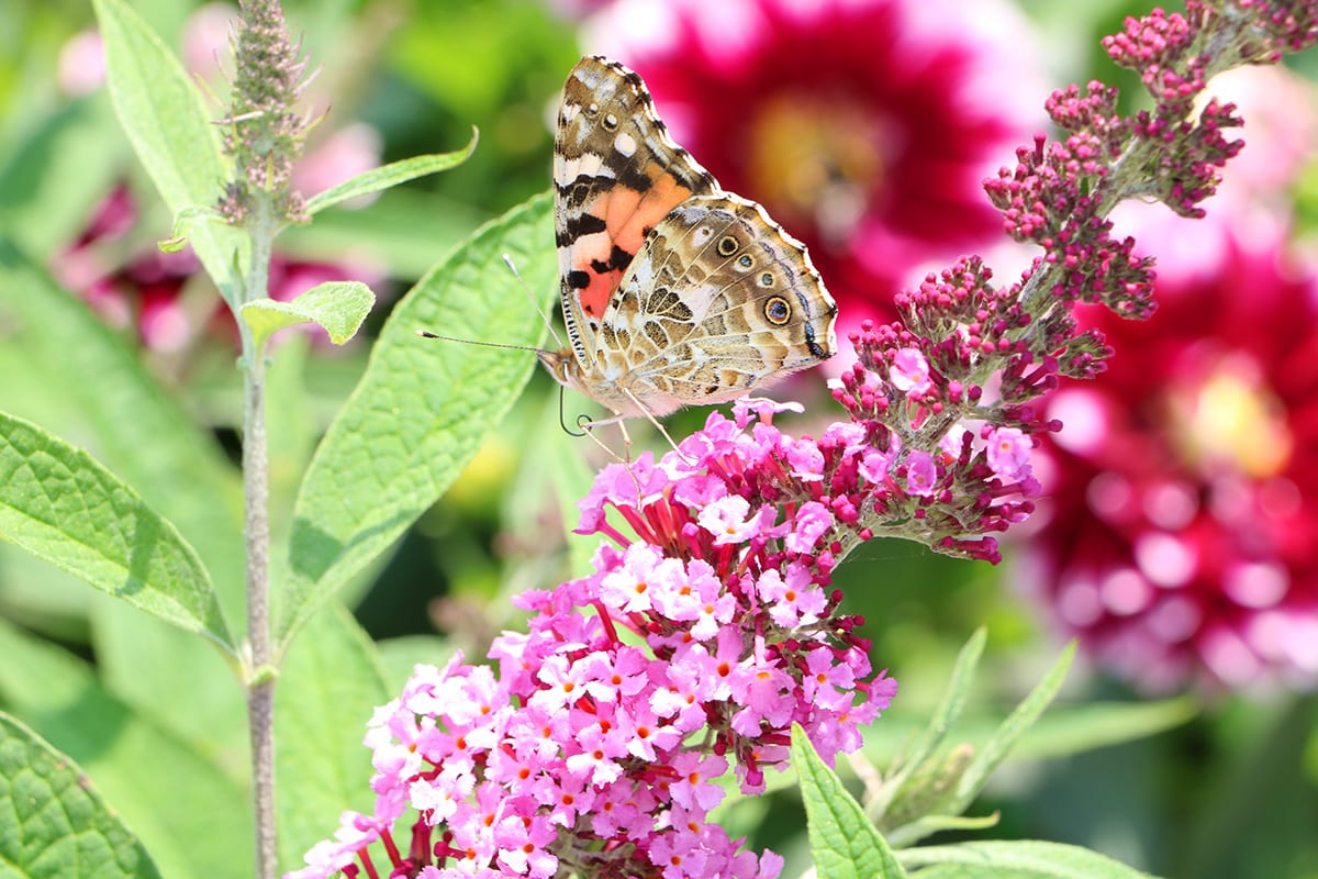 Sommerflieder - Schmetterlingsstrauch - Buddleja davidii