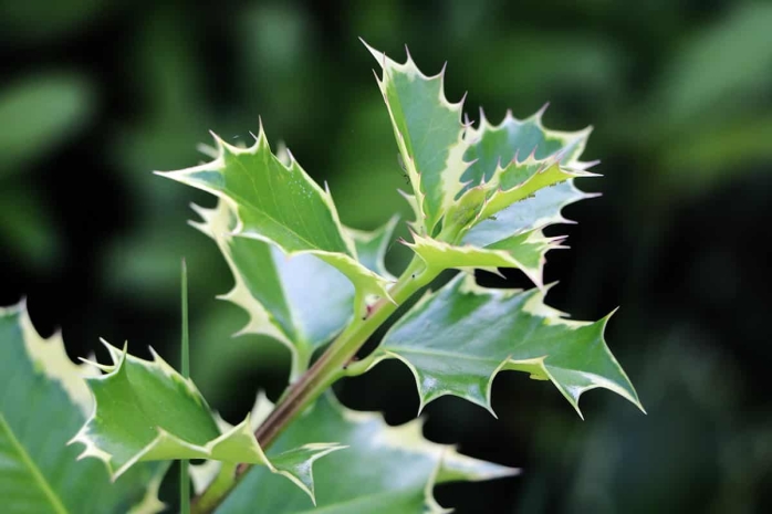 Stechpalme (Ilex) mit grünen Blattläusen