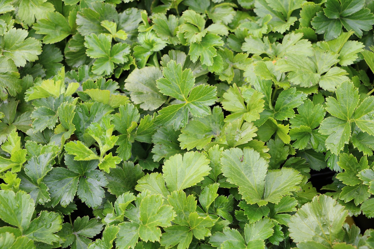 Teppich-Golderdbeere - Waldsteinia ternata