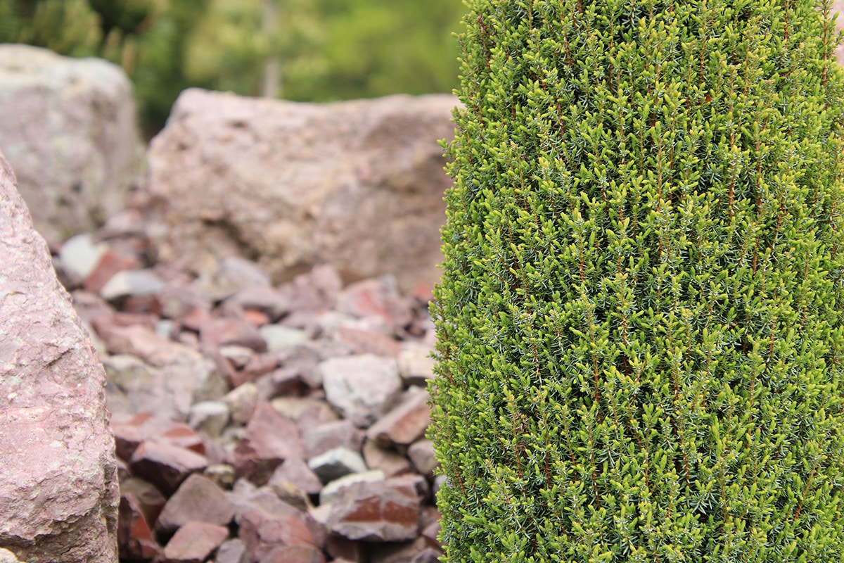 Wacholder - Juniperus