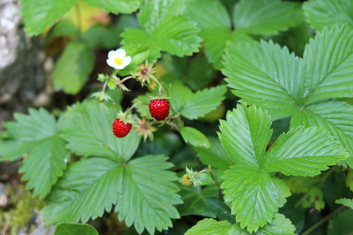 Walderdbeeren - Fragaria vesca