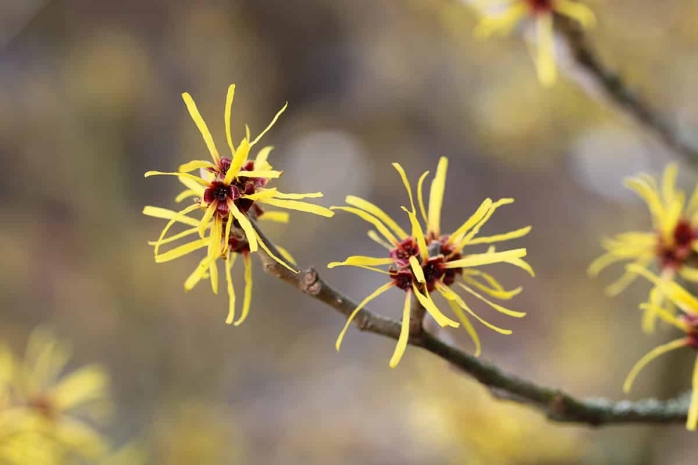 Zaubernuss - Hamamelis intermedia