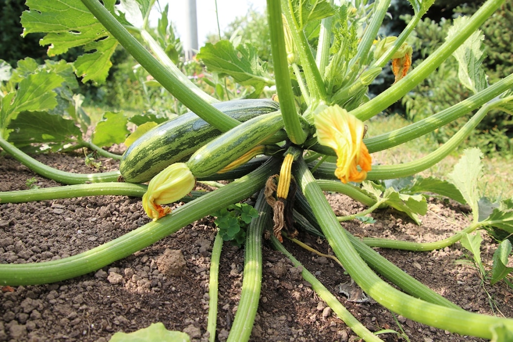 Zucchini männliche Blüten entfernen?