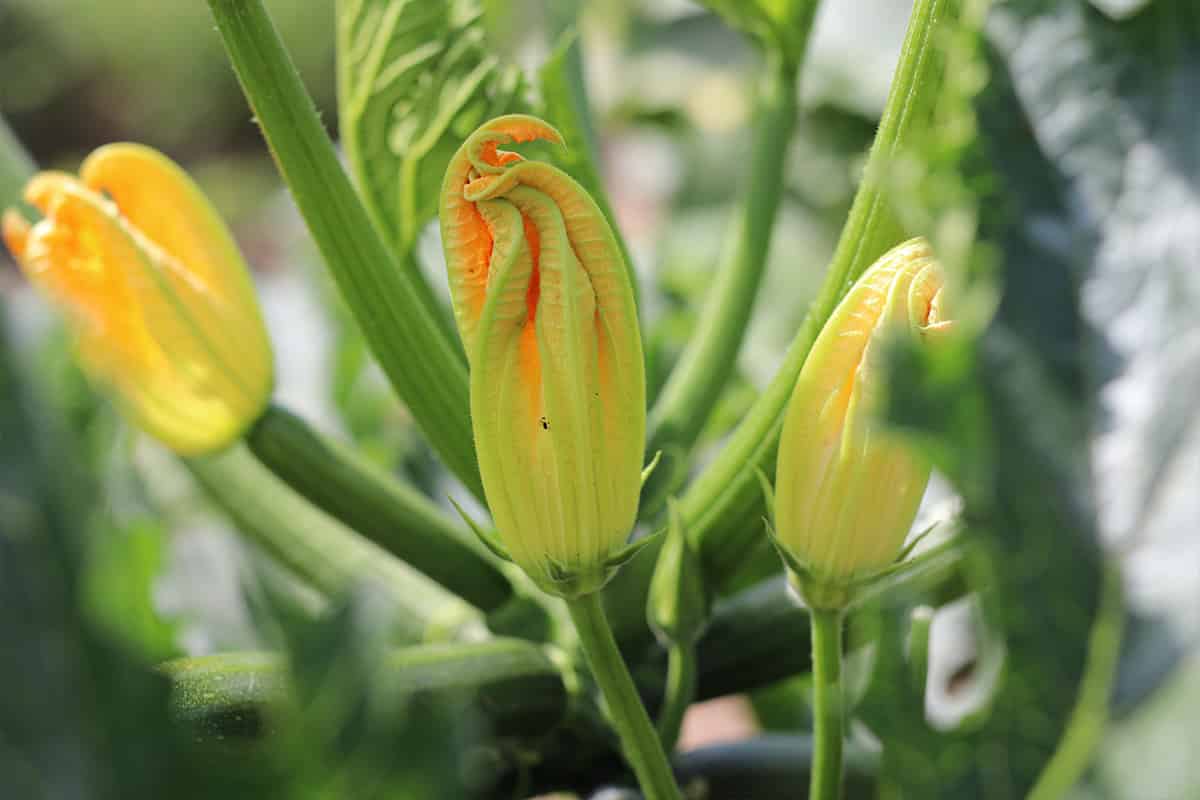 männliche Zucchiniblüte