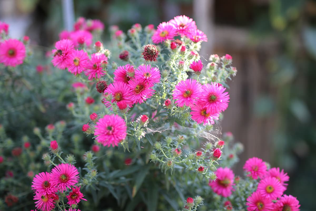 Astern überwintern - Aster winterhart