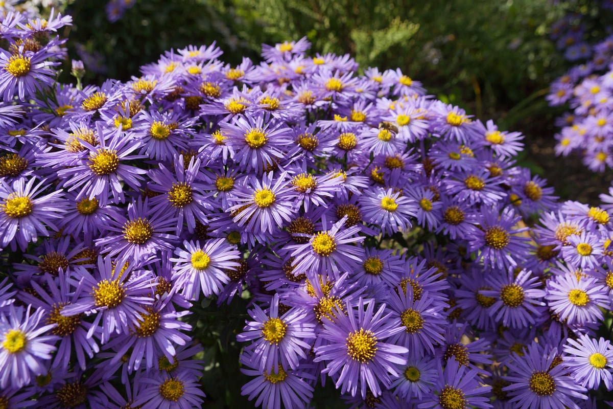 Astern winterhart - Aster überwintern