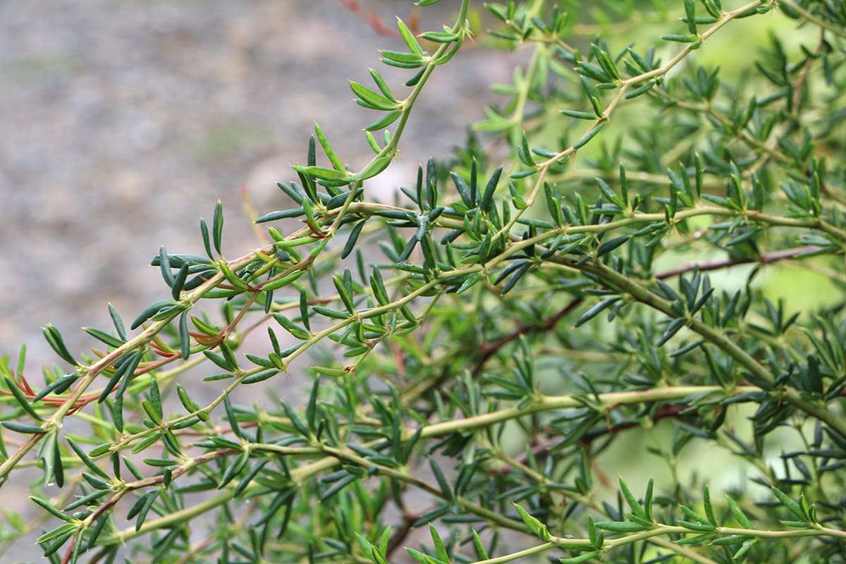 Dotterberberitze - Berberis stenophylla