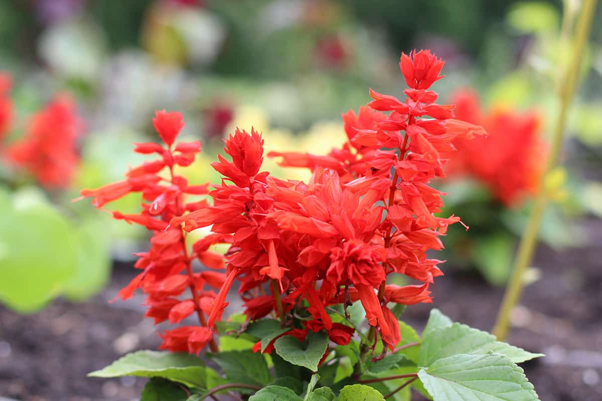 Feuersalbei - Salvia splendens