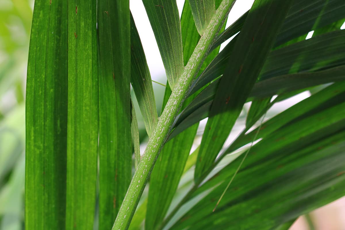 Forstersche Kentia - Howea forsteriana