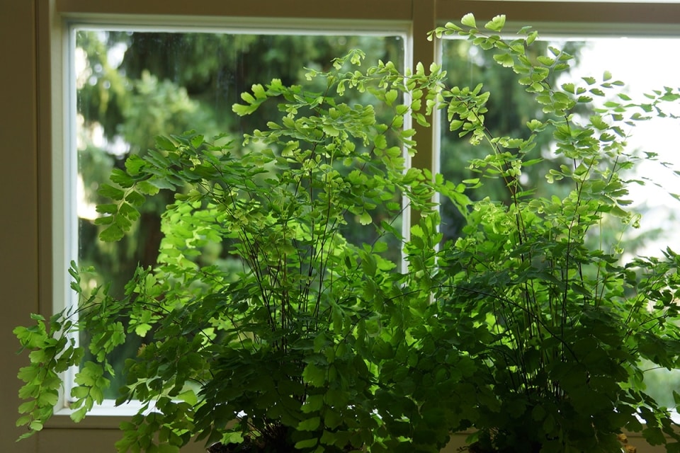 Frauenhaarfarn, Adiantum Pflege von A bis Z