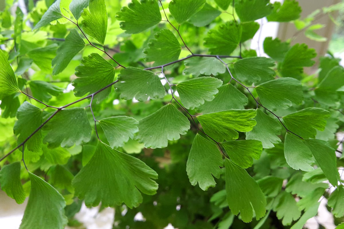 Frauenhaarfarn - Venushaar - Adiantum capillus-veneris