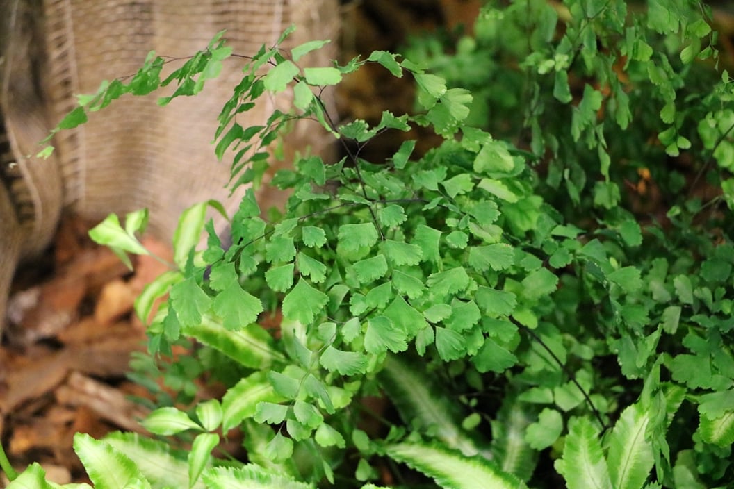 Frauenhaarfarn, Adiantum Pflege von A bis Z