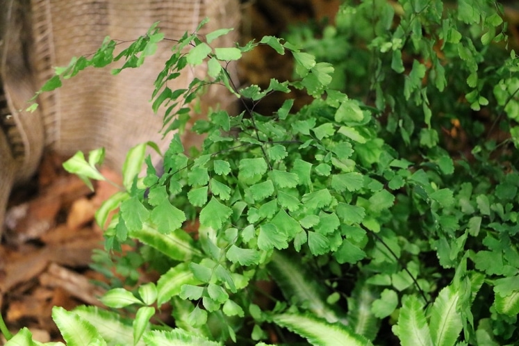 Frauenhaarfarn, Adiantum Pflege von A bis Z