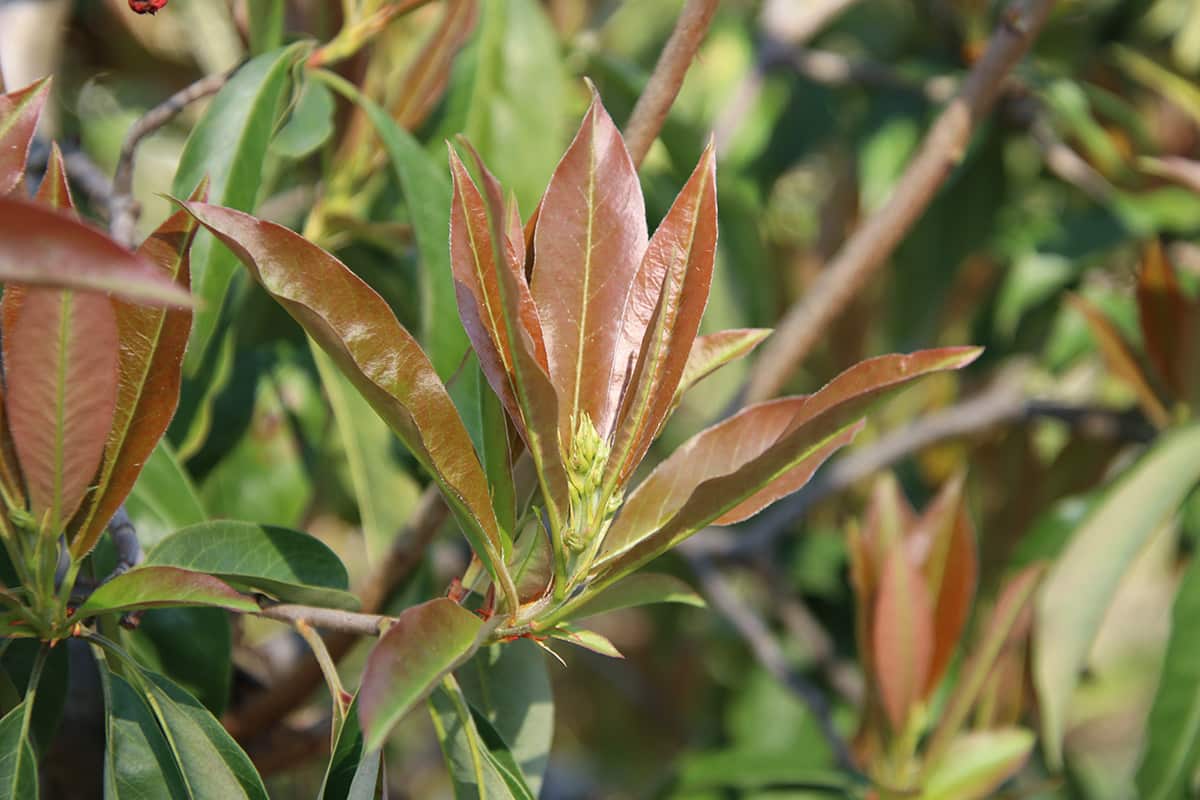 Funkenblatt - Photinia davidiana