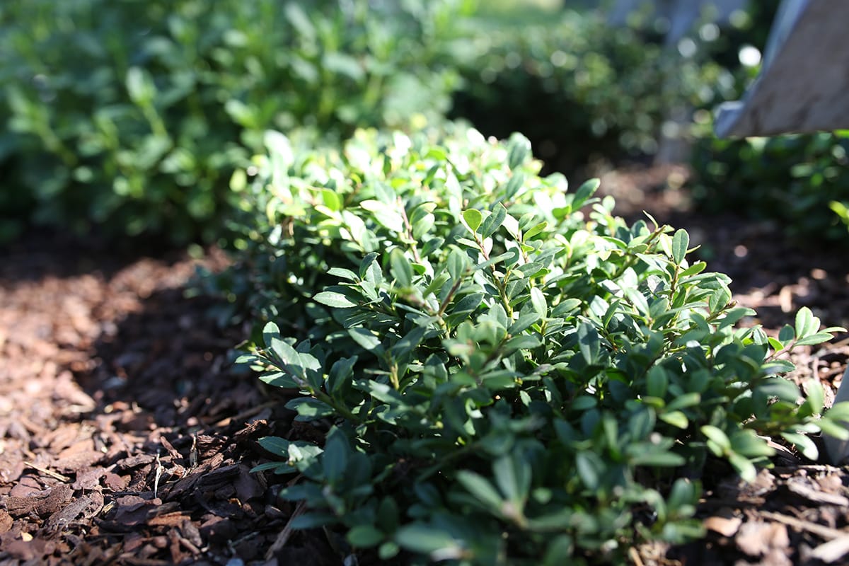 Japan-Stechpalme - Ilex crenata