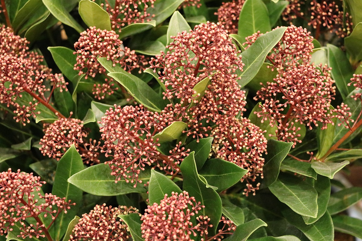 Japanische Blütenskimmie - Skimmia japonica