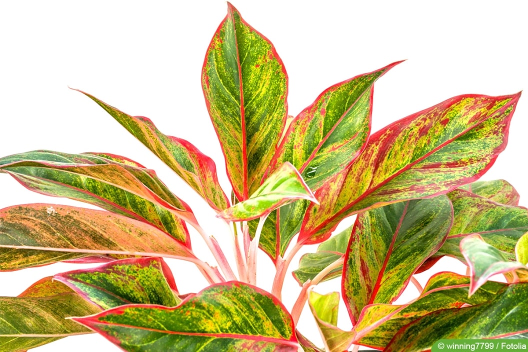 Kolbenfaden, Aglaonema Pflege von A bis Z